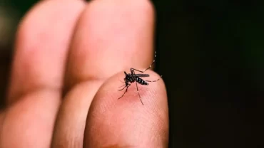 Brasil ultrapassa marca de 5 mil mortes por dengue