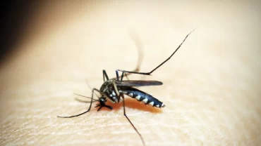 morte suspeita de dengue divinópolis 2025