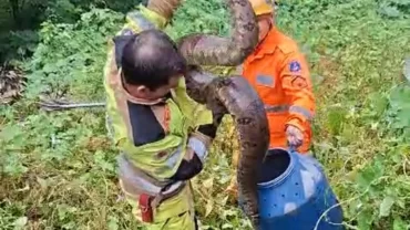 jiboia capturada em bom despacho